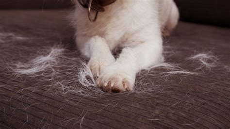 Understanding the Problem: Pet Hair and Its Impact