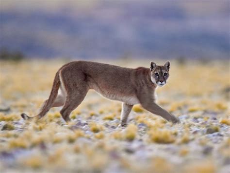 Understanding the Puma