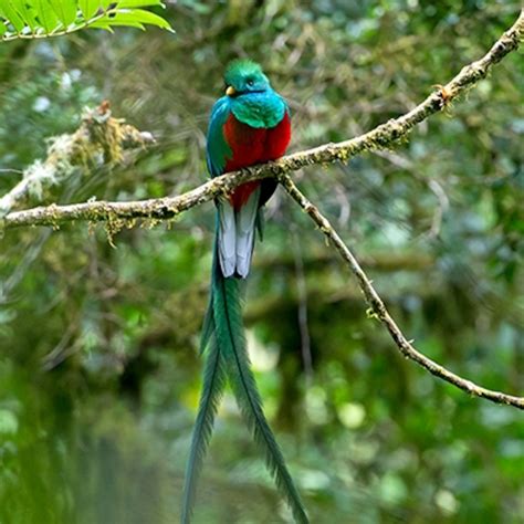 Understanding the Quetzal