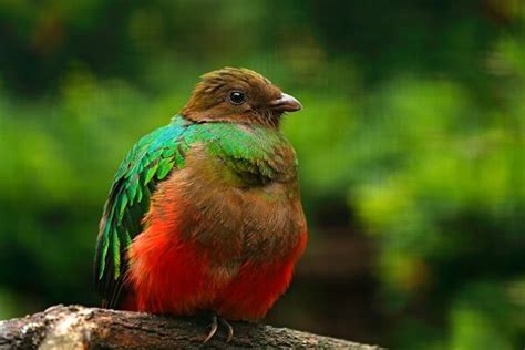 Understanding the Quetzal and its Value