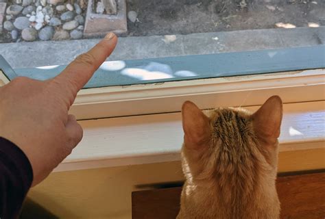 Understanding the Reasons Behind Cat Pointing