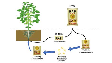 Understanding the Role of Bio Fertilizers