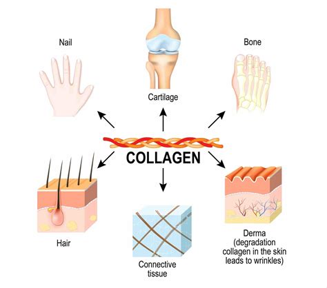 Understanding the Role of Collagen in Joint Health