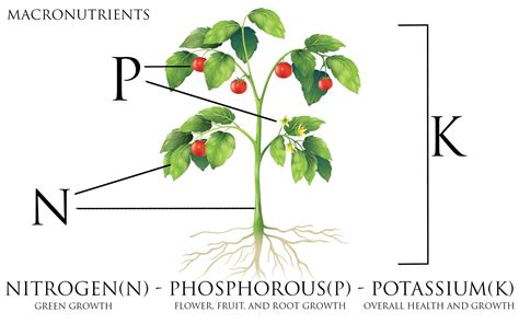 Understanding the Role of NPK in Plant Growth