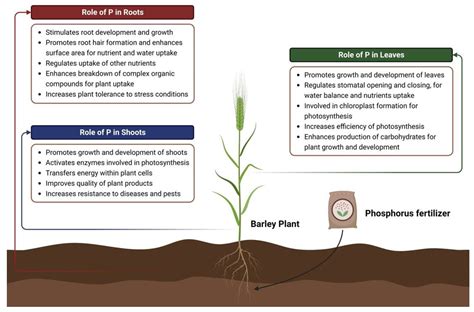 Understanding the Role of Phosphorus in Plant Growth