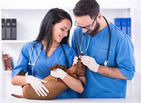 Understanding the Role of a Vet Tech in Singapore