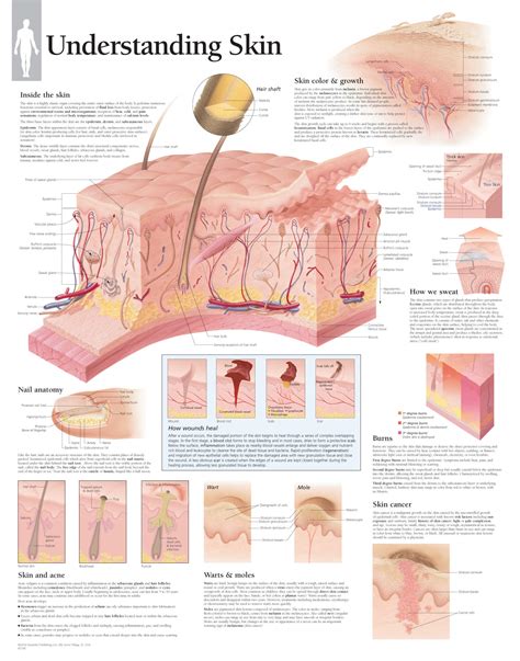 Understanding the Science of Plump Skin