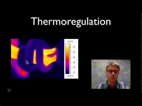 Understanding the Science of Thermoregulation