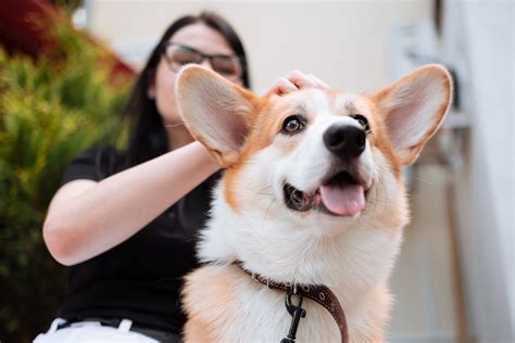 Understanding the Shaved Welsh Corgi: A Comprehensive Guide