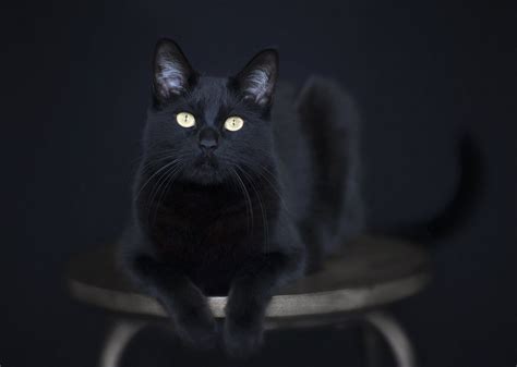 Understanding the Significance of Black Cats