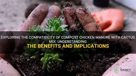 Understanding the Significance of Chicken Manure