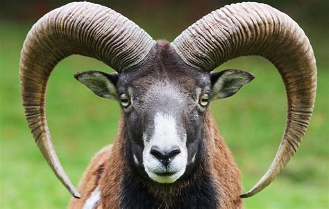 Understanding the Significance of Conway Ram