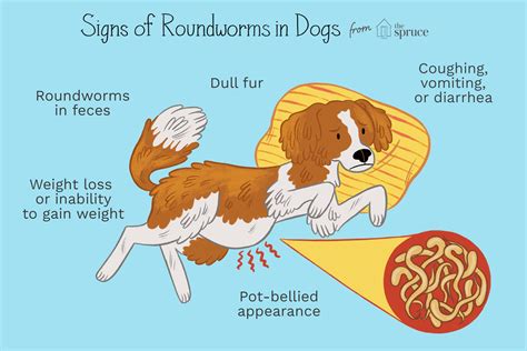 Understanding the Signs and Symptoms of Worm Infections in Dogs