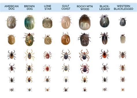 Understanding the Single Gray Tick