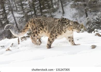 Understanding the Snow Leopard: A Rare and Elusive Predator