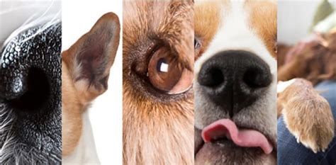 Understanding the Sources of Dog Odor