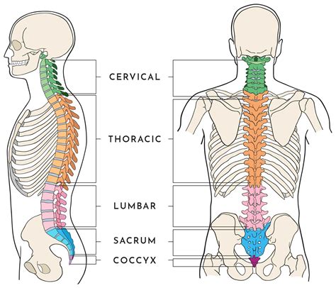 Understanding the Spine Transfer