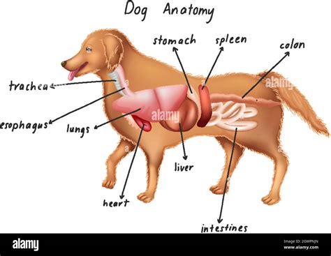 Understanding the Spleen: A Vital Organ for Dogs