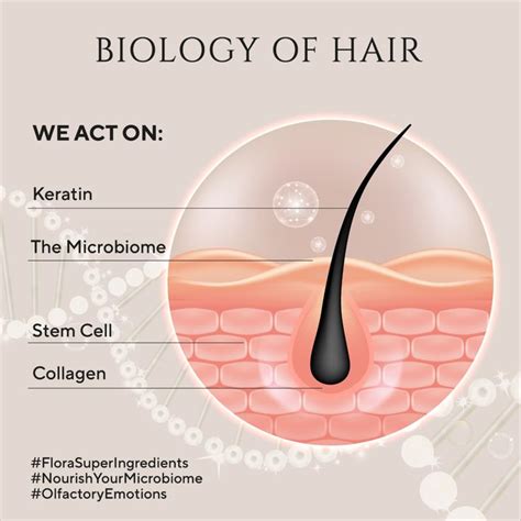 Understanding the Structure and Biology of Hair