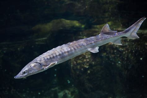 Understanding the Sturgeon: A Unique Fish Species