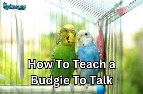 Understanding the Talking Capacity of Budgies