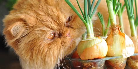 Understanding the Toxicity of Onions for Cats