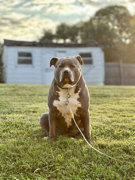 Understanding the Types of Boarding Facilities