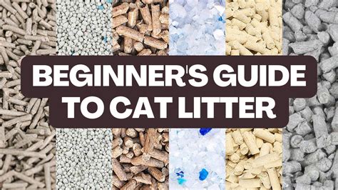 Understanding the Types of Kitty Litter