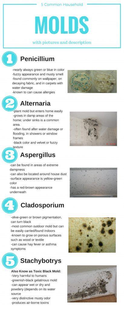 Understanding the Types of Mold Cleaners