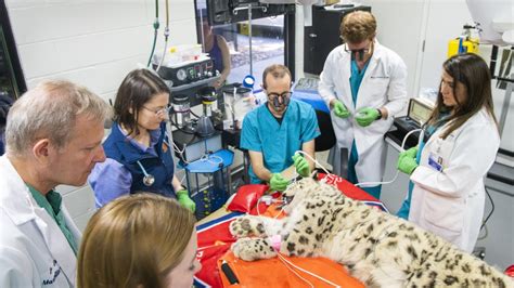 Understanding the UC Davis Vet School Acceptance Process