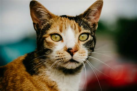 Understanding the Unique Characteristics of Calico Cats