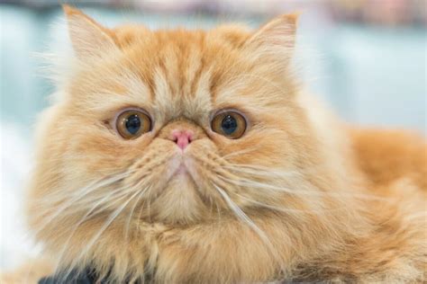 Understanding the Unique Features of Smush-Faced Cats