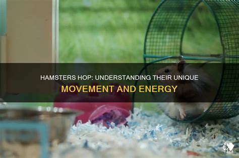 Understanding the Unique Needs of Hamsters