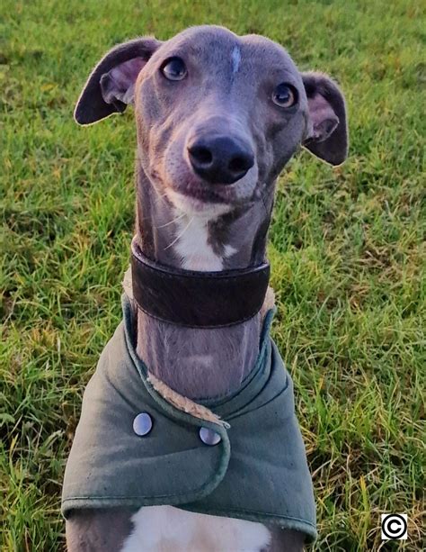 Understanding the Whippet's Unique Traits