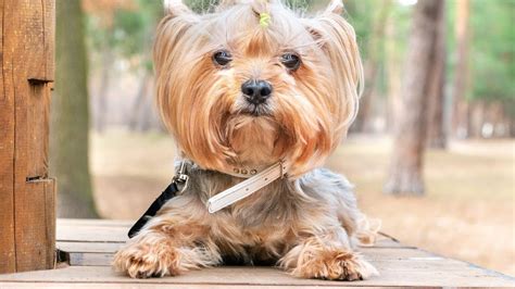 Understanding the Yorkie Craze