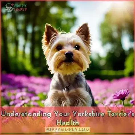 Understanding the Yorkshire Terrier Market