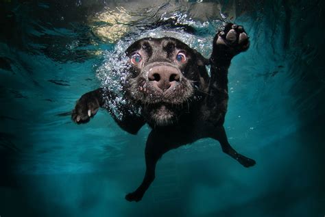 Underwater Dogs Epub