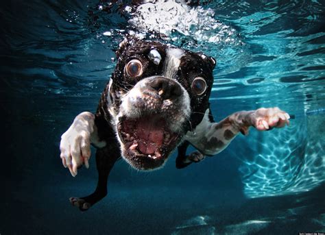 Underwater Dogs Epub