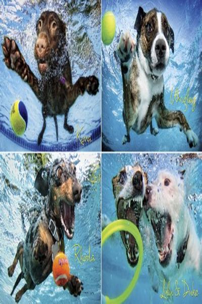 Underwater Dogs 2 Jigaw Puzzle PDF