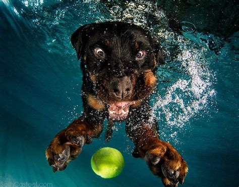 Underwater Dogs Seth Casteel Kindle Editon