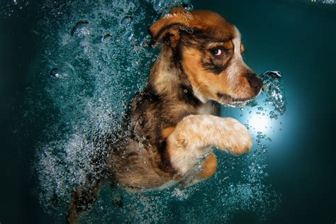 Underwater Puppies