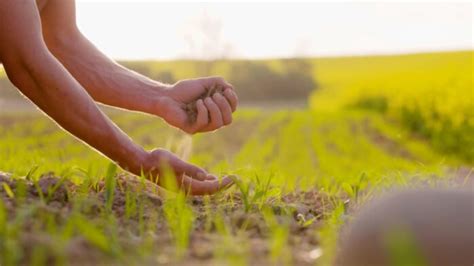 Undying Vine Farm: Revitalize Your Agriculture with Everlasting Crops