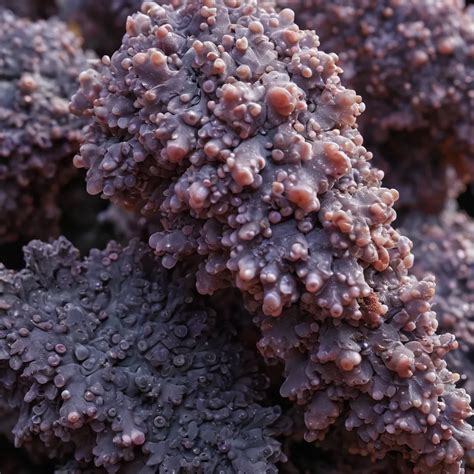 Unique Features and Origins of Grape Agate