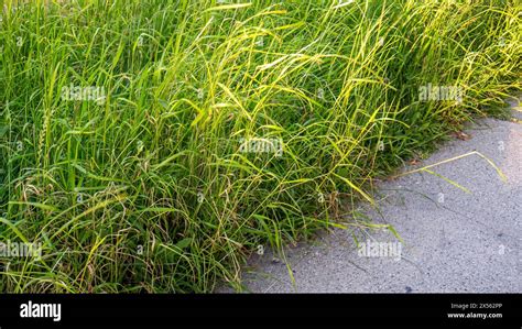 Unkempt lawns