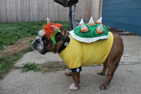 Unleash Bowser's Fury with the Ultimate Dog Costume Guide