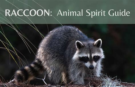 Unleash Your Inner Raccoon: Embark on a Journey of Wilderness and Charm