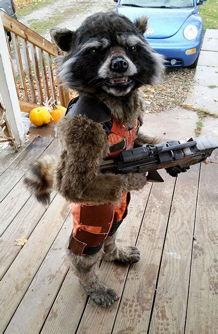 Unleash Your Inner Space Raccoon with the Ultimate Rocket Costume