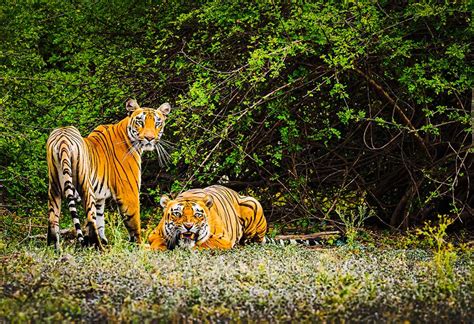 Unleash Your Wild Side: An Unforgettable Sundarban Safari Awaits