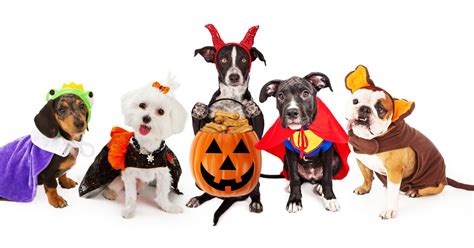 Unleash the Beast: Colossal Halloween Costumes for Majestic Canines