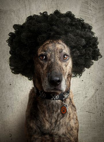 Unleash the Canine Couture: A Comprehensive Guide to Dog Wigs